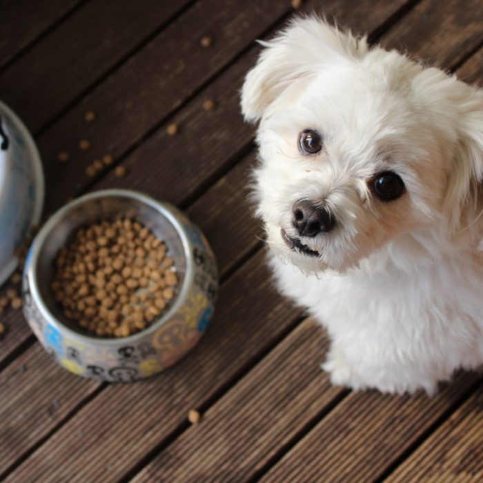 Alimento perros